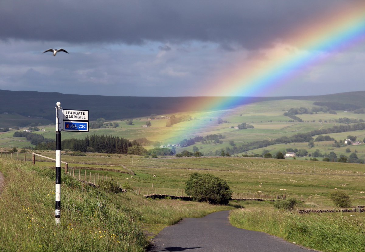 Blackheaded gull photo bombs my piccie of a glorious rainbow looking east into the South Tyne valley from off the Hartside Road.