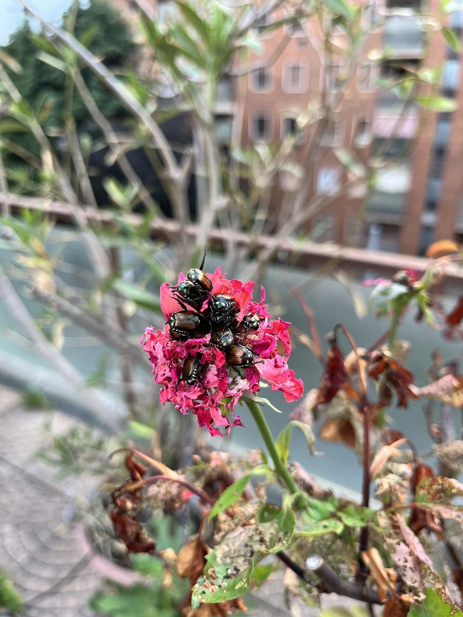 MGchoks's tweet photo. @BichoDatos hola desde Milán! Hoy encontré esta fiesta sobre una rosa que nació y murió hoy mismo. Las hojas tienen más huecos que un plan de gobierno. Sabrán qué son y qué debo hacer? Gracias! https://t.co/IG8ql5RKsE