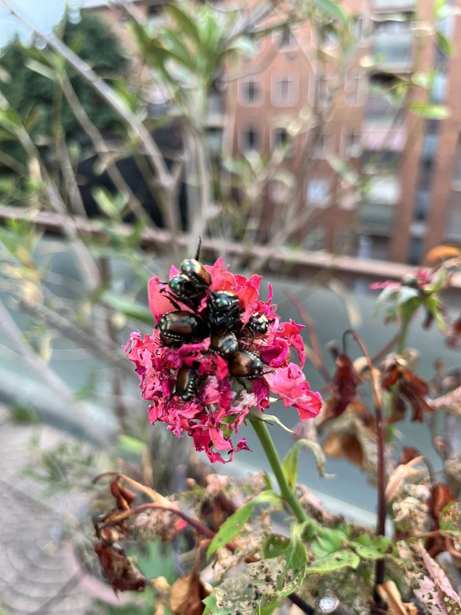 MGchoks's tweet photo. @BichoDatos hola desde Milán! Hoy encontré esta fiesta sobre una rosa que nació y murió hoy mismo. Las hojas tienen más huecos que un plan de gobierno. Sabrán qué son y qué debo hacer? Gracias! https://t.co/IG8ql5RKsE