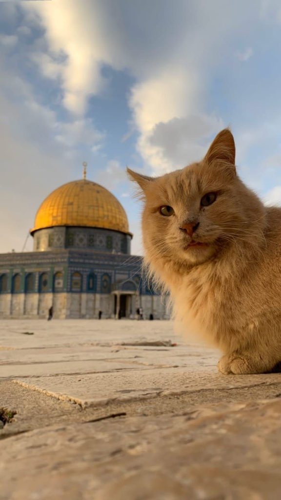 _10world's tweet image. alquds alsharif