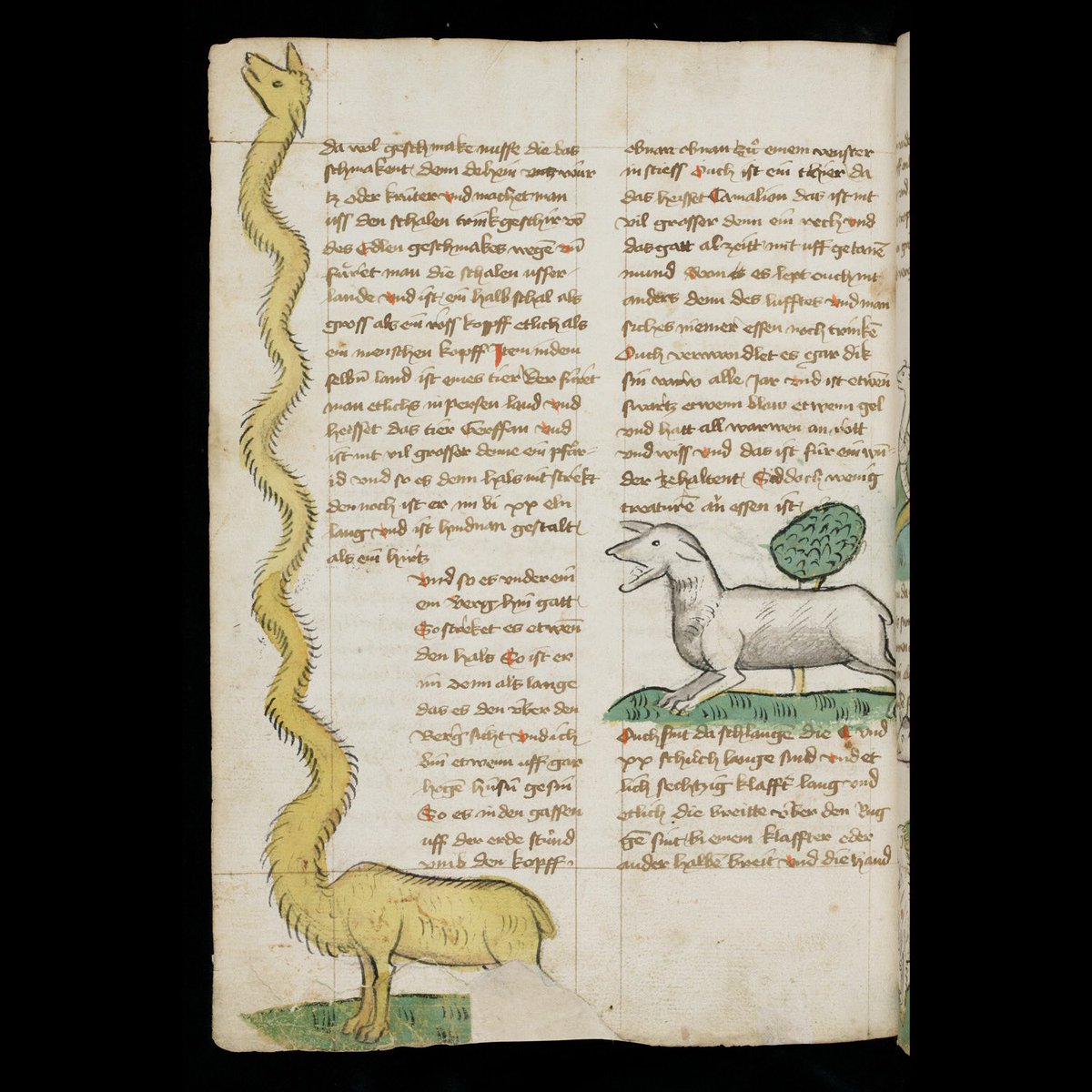 WeirdMedieval's tweet photo. giraffe, germany, 15th century https://t.co/JE3jeKXnQc