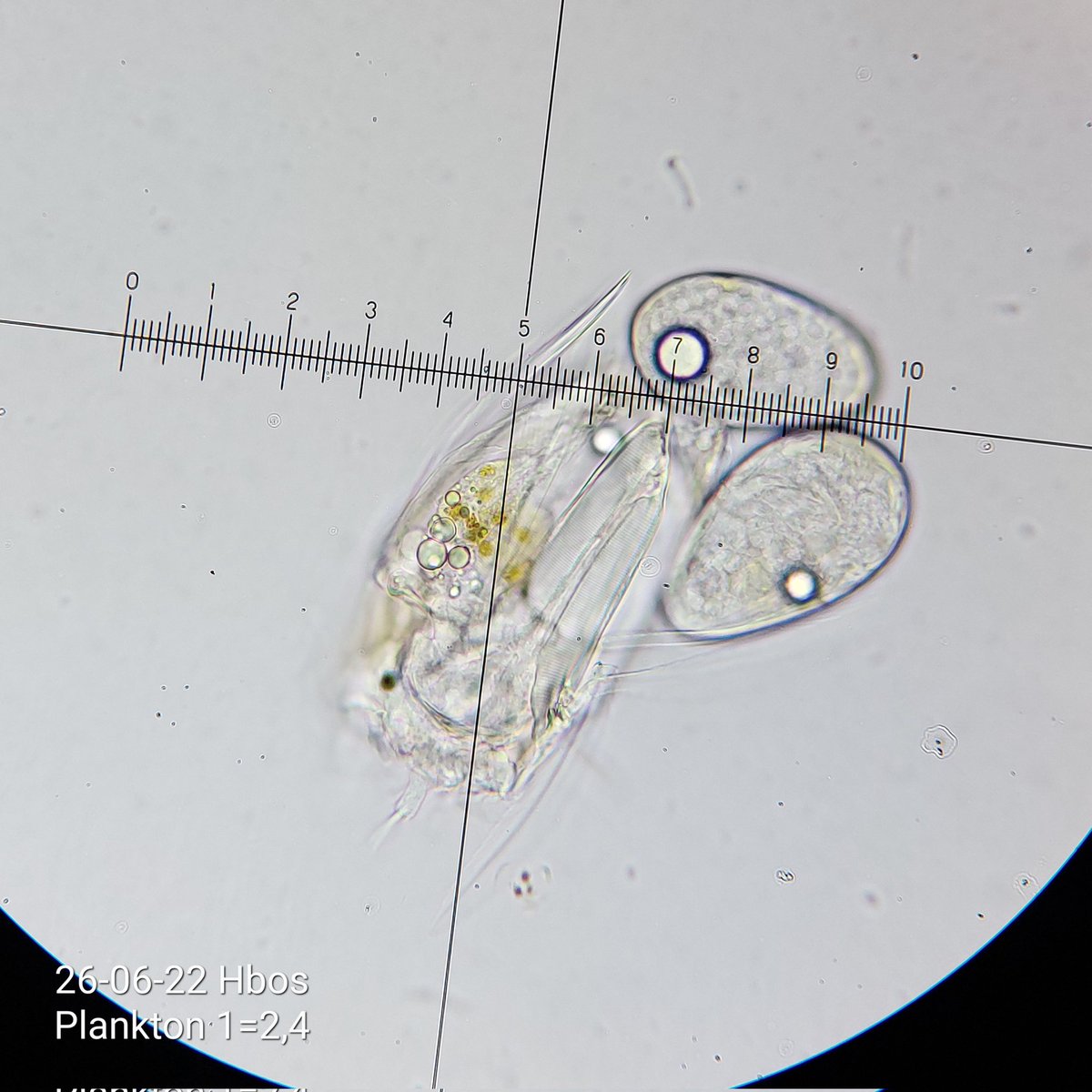 pbhbos's tweet photo. #polyarthra #rotifer with eggs. #plankton lake #Haarlemmermeersebos #freshwater https://t.co/SDkLpQEFSN