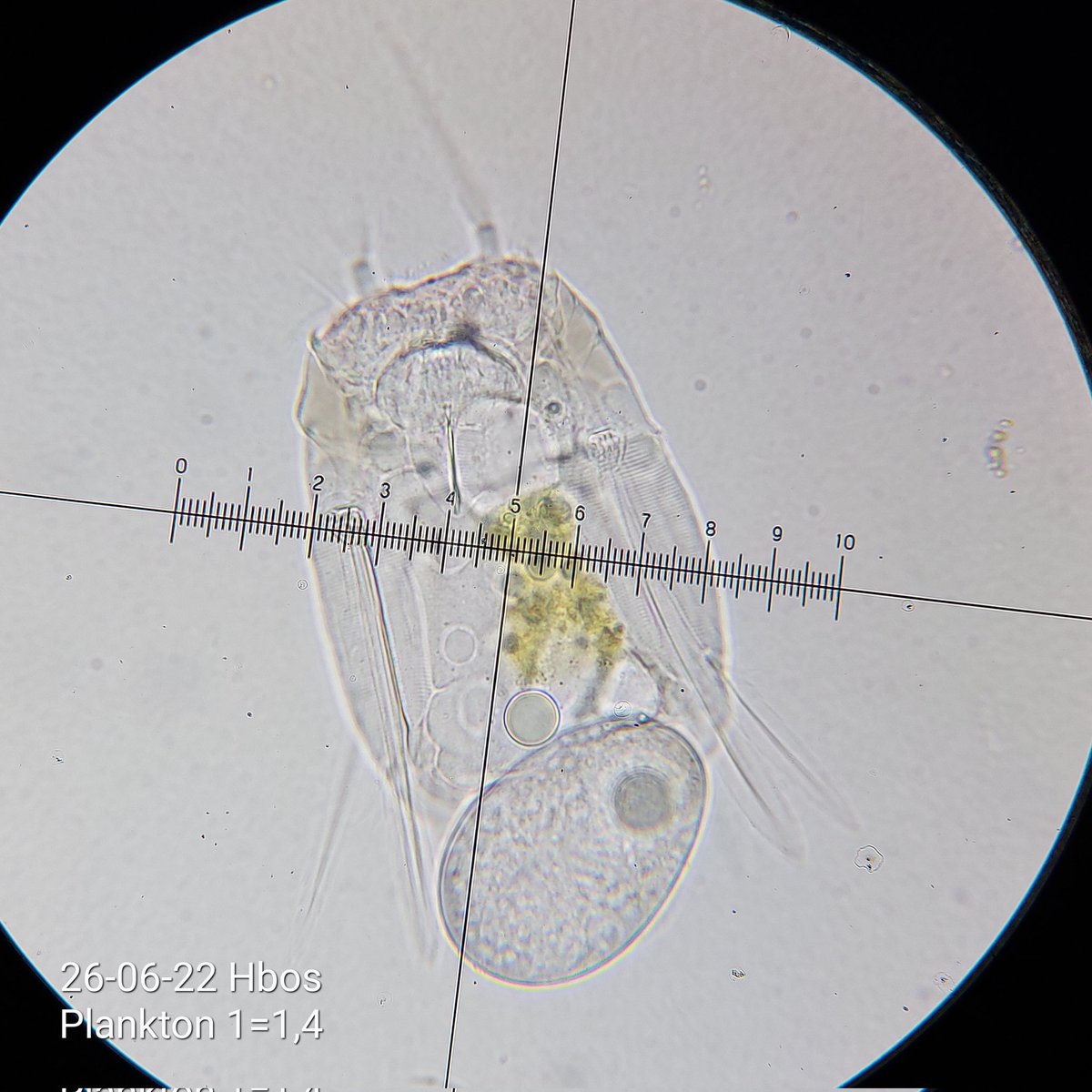 pbhbos's tweet photo. #polyarthra #rotifer with eggs. #plankton lake #Haarlemmermeersebos #freshwater https://t.co/SDkLpQEFSN