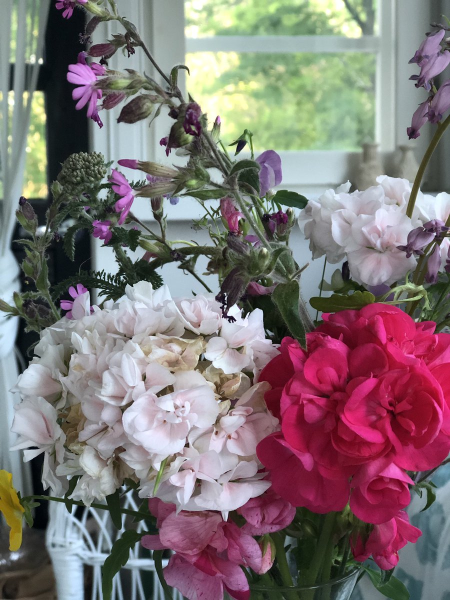 AnnisLind's tweet photo. Päivän puska #pelargonit https://t.co/Rfy7YXYcZA