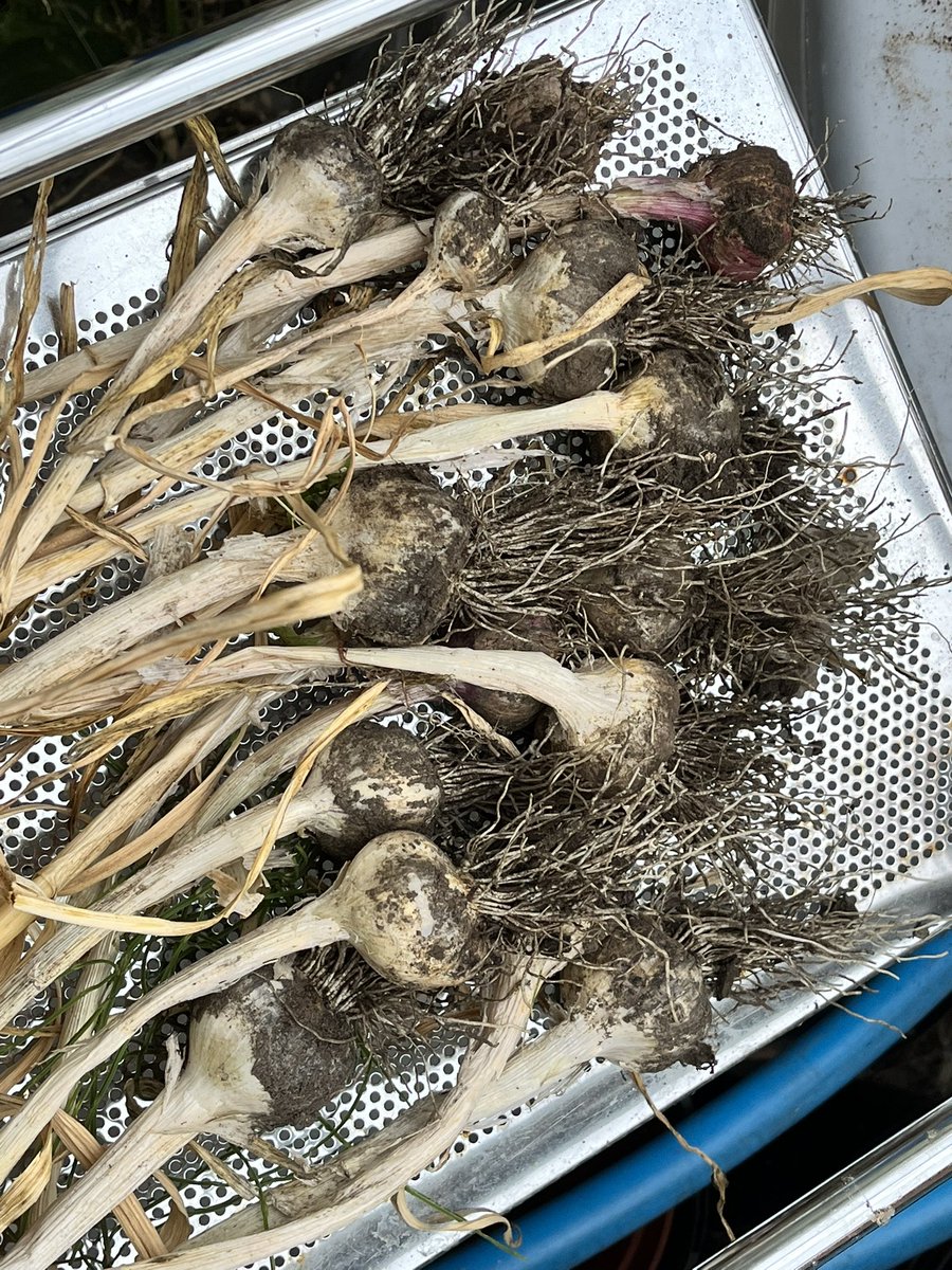 AllotmentOwner's tweet photo. My garlic has dried out in the ground and needed harvesting. Sadly, it’s not as big as last year but that’s life. #growinggarlic #gardeningwithjason #allotmentnewbies #urbangardening https://t.co/byXC8bwqE3