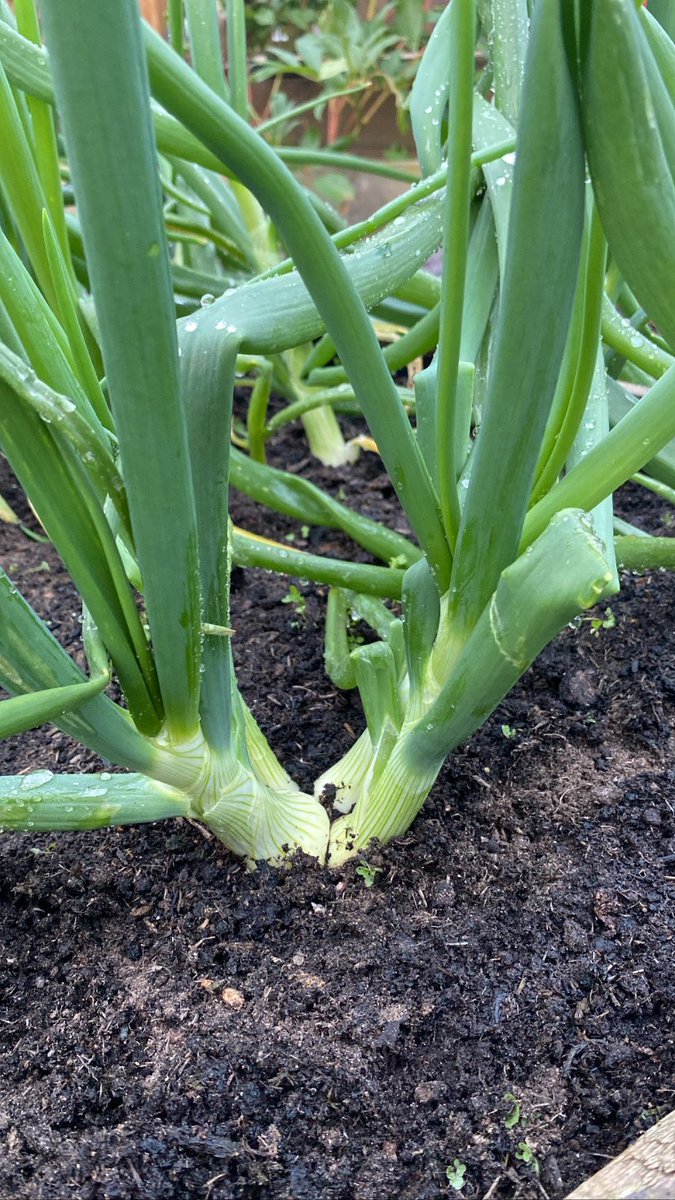 mrs_sreid's tweet image. Late June in my vegetable garden at home ❤️ Next term the plan is to get the #dgsallotment properly back up and running so we can enjoy lots of delicious &amp;amp; organic fruit and veg.