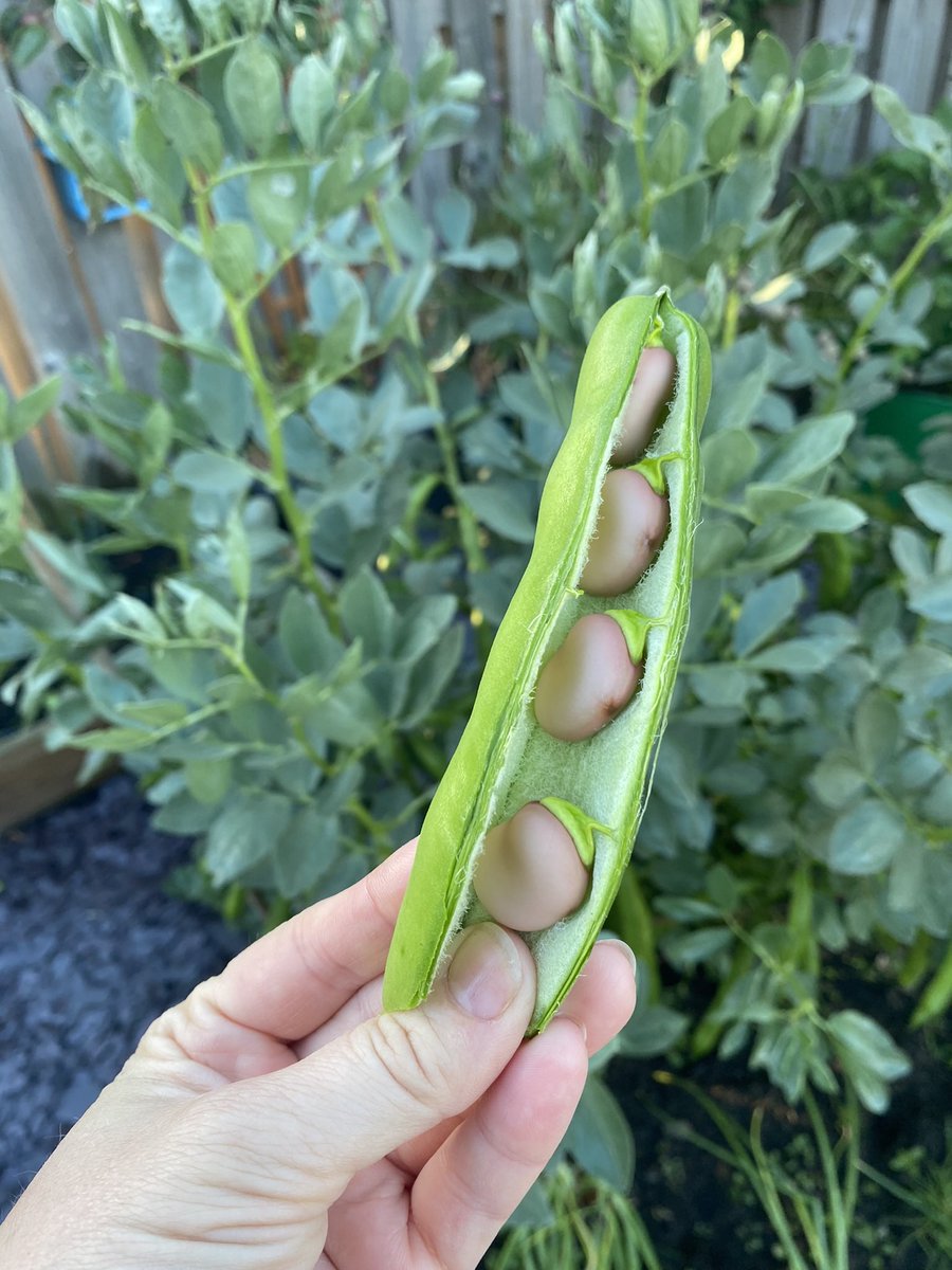 mrs_sreid's tweet image. Late June in my vegetable garden at home ❤️ Next term the plan is to get the #dgsallotment properly back up and running so we can enjoy lots of delicious &amp;amp; organic fruit and veg.