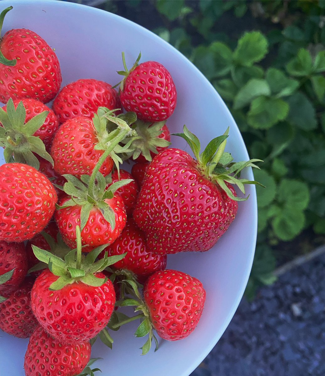 mrs_sreid's tweet image. Late June in my vegetable garden at home ❤️ Next term the plan is to get the #dgsallotment properly back up and running so we can enjoy lots of delicious &amp;amp; organic fruit and veg.
