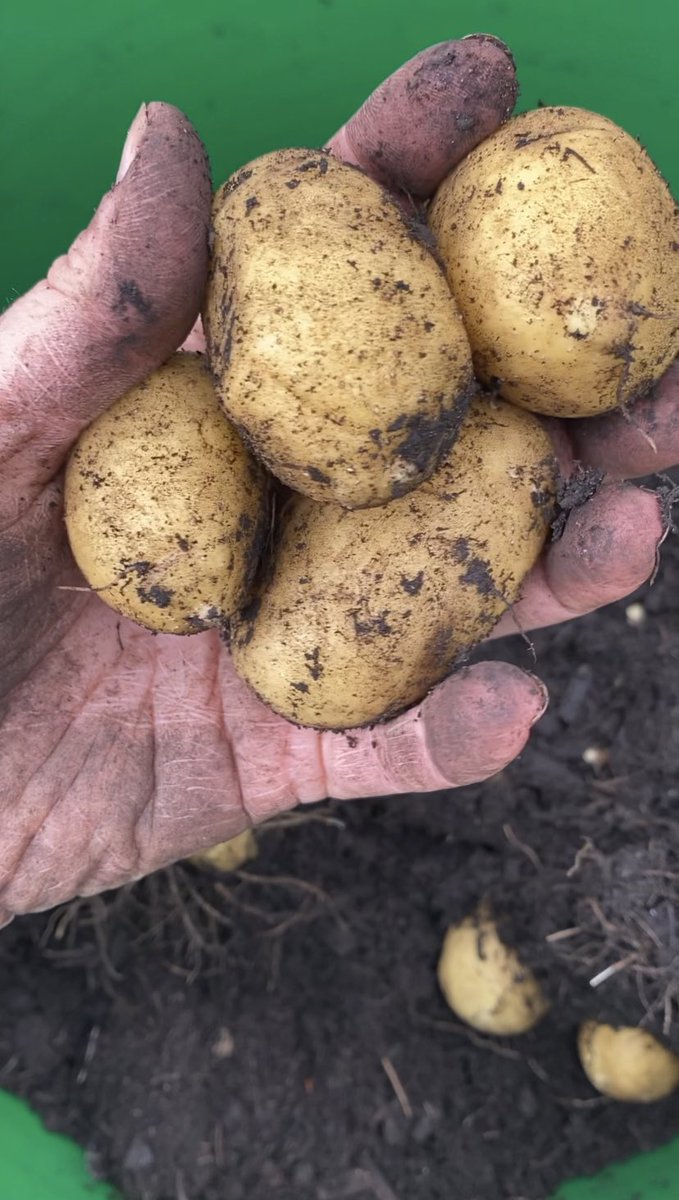 mrs_sreid's tweet image. Late June in my vegetable garden at home ❤️ Next term the plan is to get the #dgsallotment properly back up and running so we can enjoy lots of delicious &amp;amp; organic fruit and veg.
