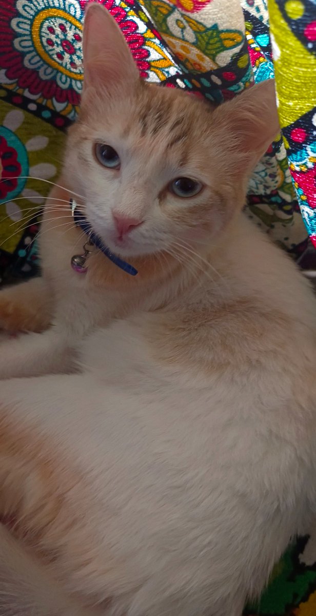 Pighty's tweet image. Me rn #AGATS #LLH 💔