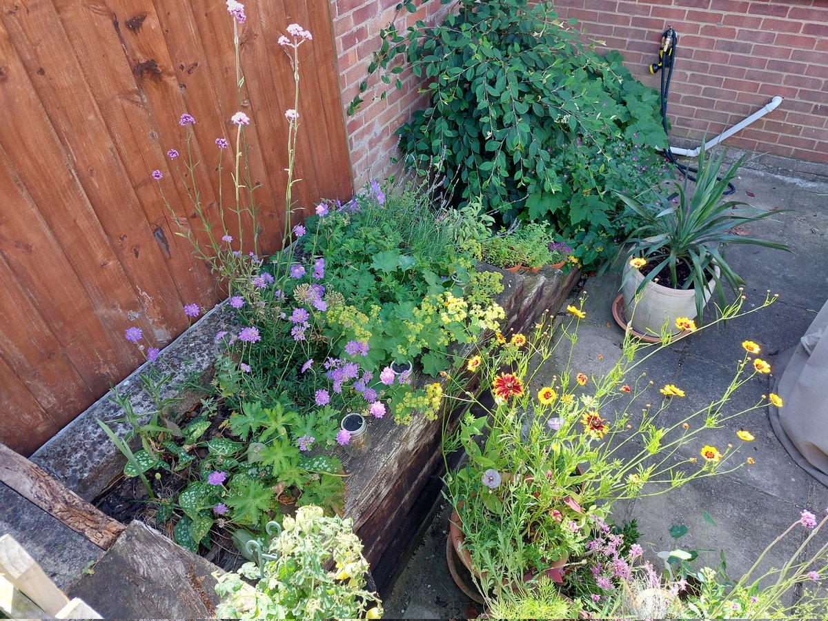 The patio this morning - a couple of the pictures are what it looks like from the lower lawn, which is higher than the patio.

It looks different already though - will share the update tomorrow 😃

#GardeningTwitter #PatioPots #floral