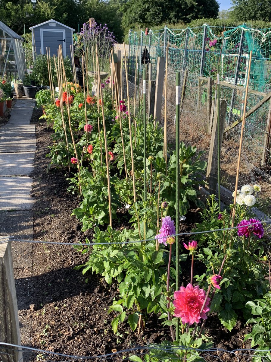 gazsplot's tweet photo. Took the camper down to Sandbanks and had a lovely day. Watered the allotment when we got back all looking lovely #allotments #alloment #flowers #GardeningTwitter #dahlia #dahlialove #dailydahlia https://t.co/5n8tPbtdrs
