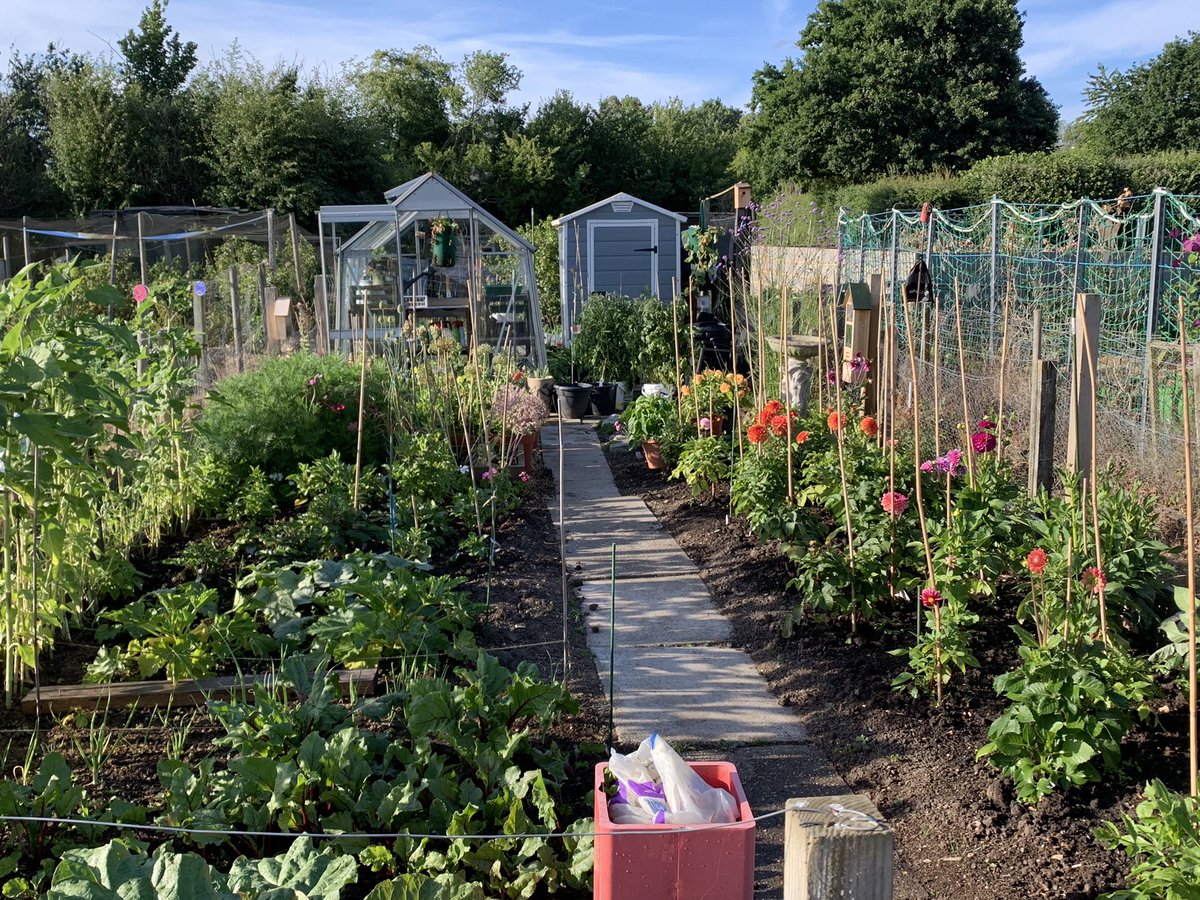gazsplot's tweet photo. Took the camper down to Sandbanks and had a lovely day. Watered the allotment when we got back all looking lovely #allotments #alloment #flowers #GardeningTwitter #dahlia #dahlialove #dailydahlia https://t.co/5n8tPbtdrs