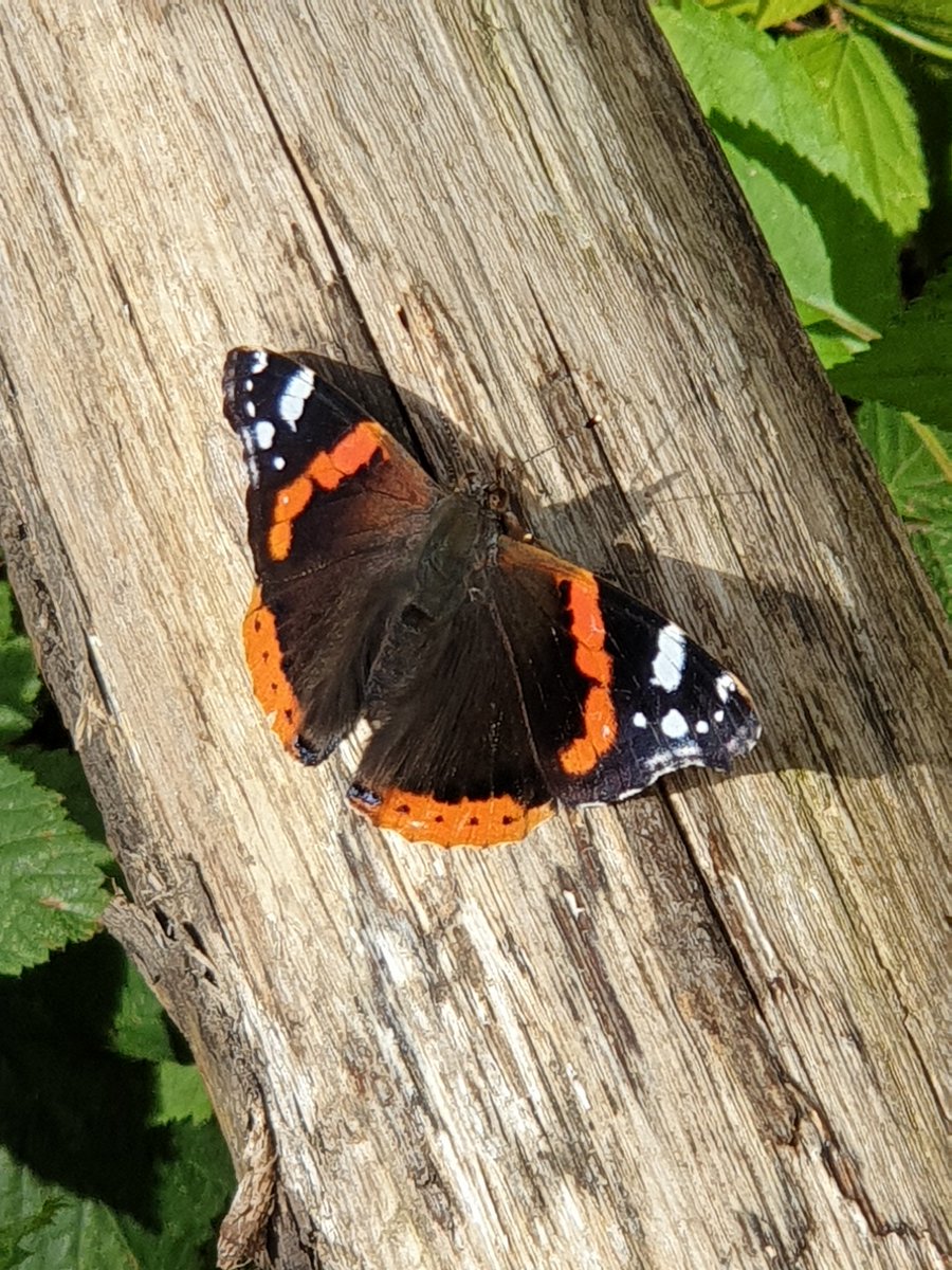 GeraldM64883070's tweet photo. A Comma and Red Admiral in a glade on Tooting Commons #britishbutterflies #wildlifephotography #summertime #TootingCommons https://t.co/1ZZjMkU4Zn
