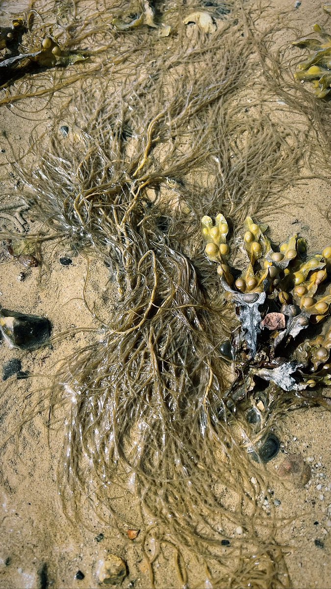 Strong Island Co tweet media