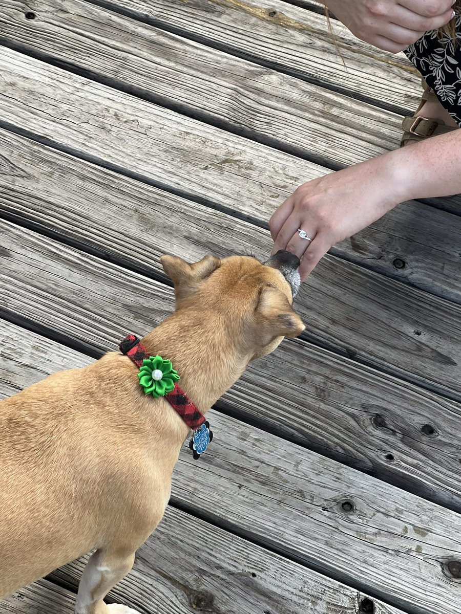 Cody is so excited to be a family by law🥰he’s been bugging Pat about it for so long🤪