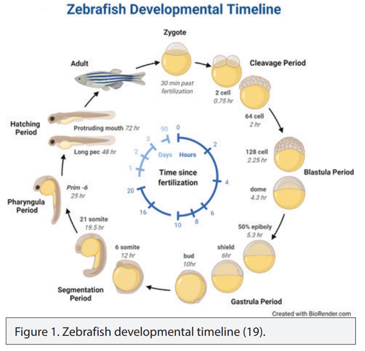 EurJBiol's tweet photo. 📢📢📢A review paper published in the last issue of European Journal of Biology “Zebrafish Embryo as an Emerging Model Organism in Neurodevelopmental Toxicity Research”
Read more:
https://t.co/rikg3eEaTs https://t.co/E4DU5lLkiI