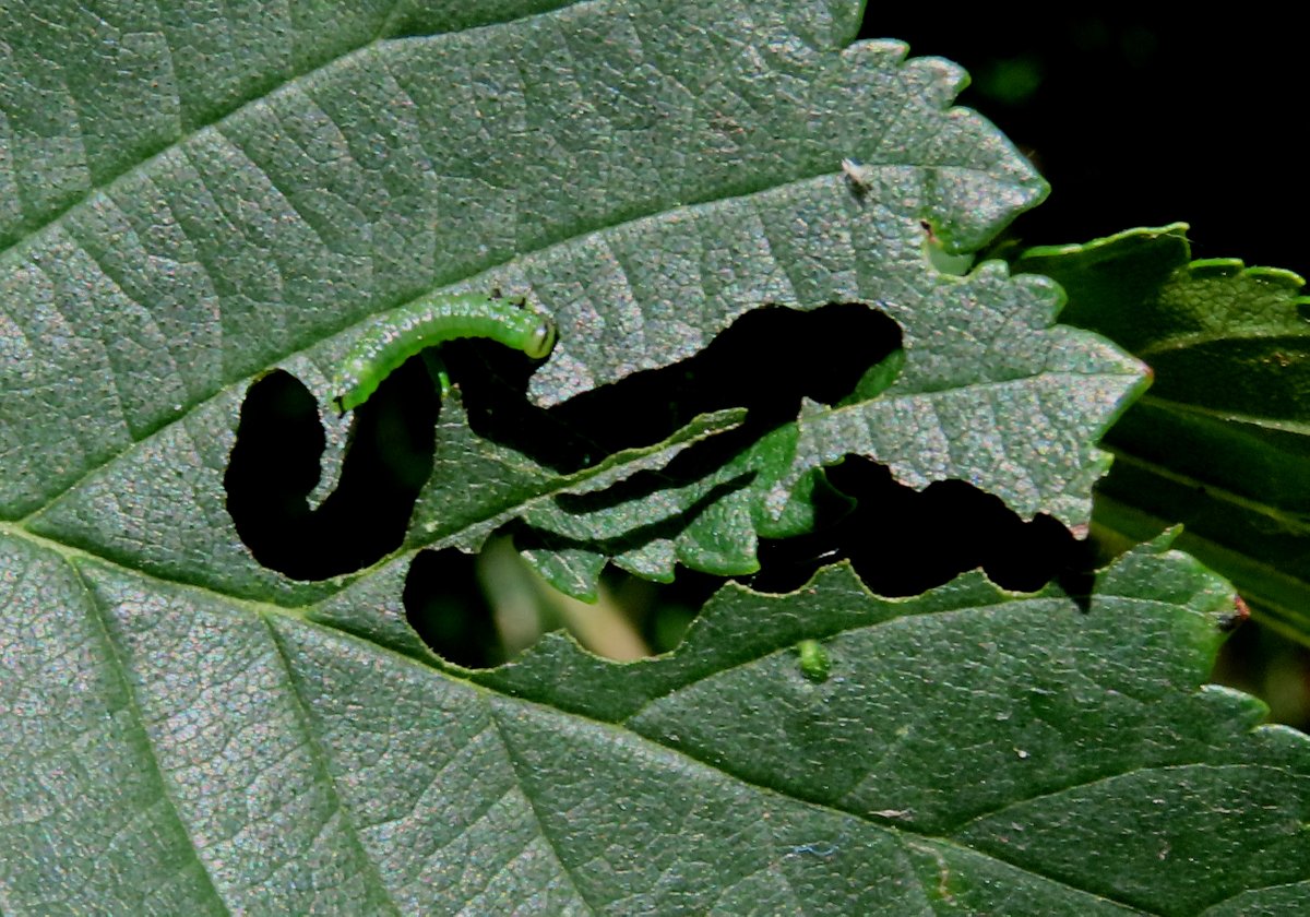 chrismothman1's tweet photo. We at #WildEssex were pleased today to help at the #ManningtreeEarthFestival, leading a series of short wildlife walks along the Stour Estuary. Meet one of the stars of the show, Elm Zigzag Sawfly, an arrival in in these parts just a couple of years ago. Who needs Glastonbury?! https://t.co/8IFH1Uc3Rz