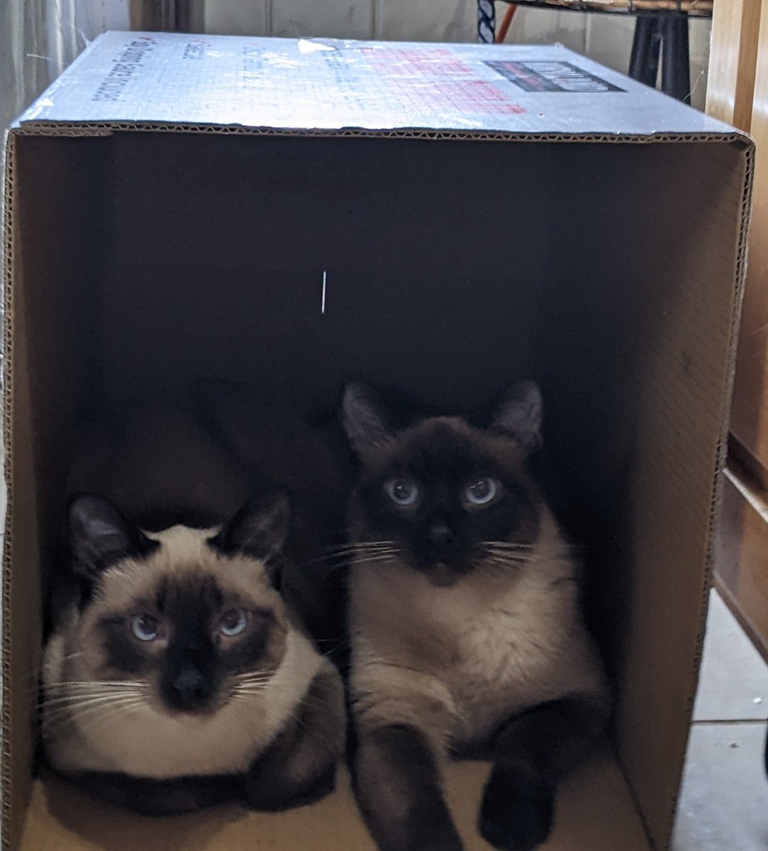CheekyFelix's tweet photo. I talk to my cats the same way mia talks to scout and violet. I don't know when it happened but I can't seem to stop. 
Here's my twin cats for reference https://t.co/t73aNrBDC8