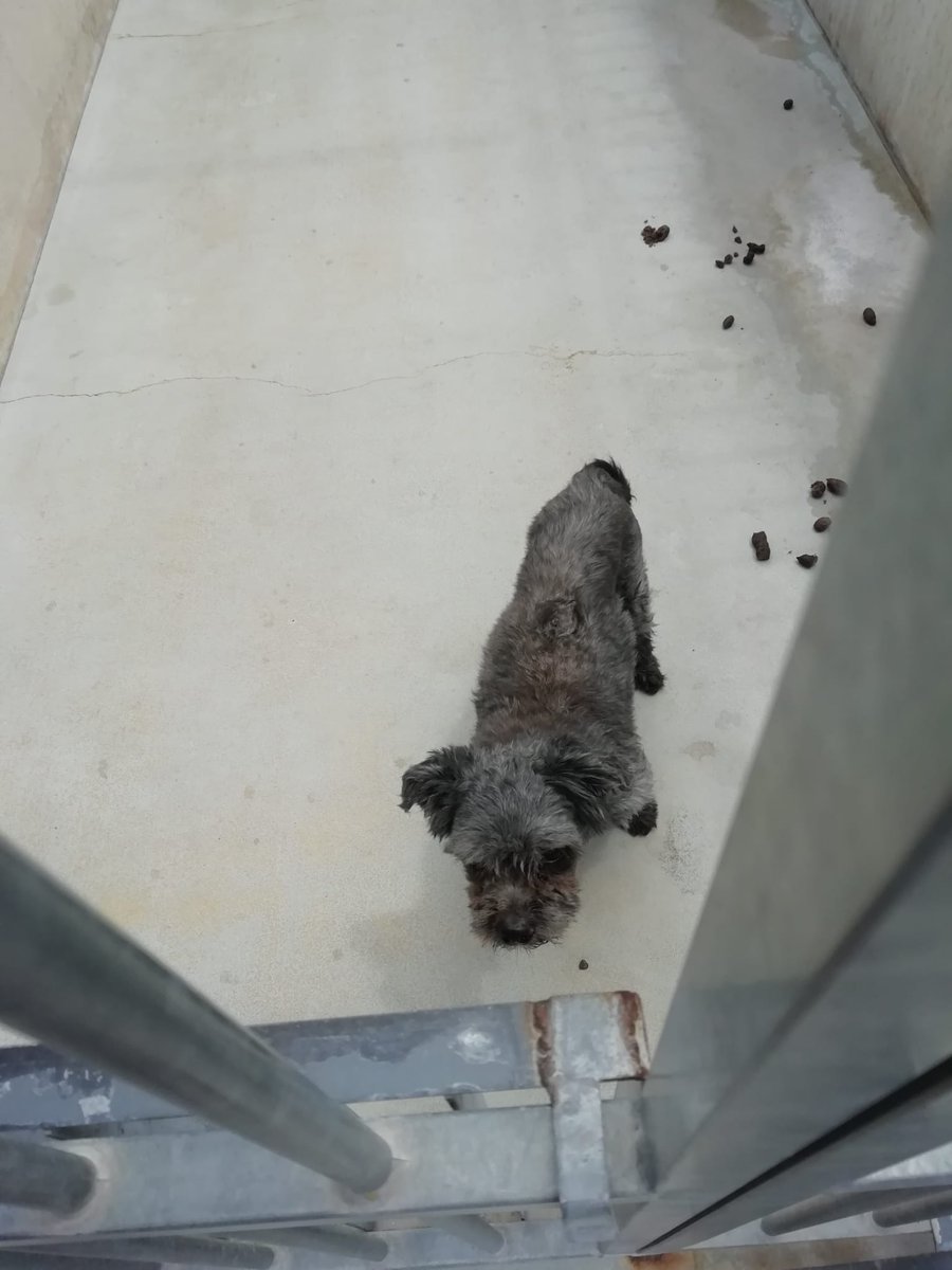 SilviaMylo's tweet photo. MADRID
PERRITA PEQUEÑA 12 AÑOS, ACTUALMENTE EN PERRERA
SE NECESITA ADOPCION O ACOGIDA PARA PODER SACARLA
637158404
605774777
Con 12 añitos, rodeada de heces, desesperada y sin esperanzas
No hay derecho a que un ser esté sufriendo así y menos a su edad 😢💔
🆘 😢 🆘 📢 📢 📢 📢 https://t.co/ovWMp64dYg