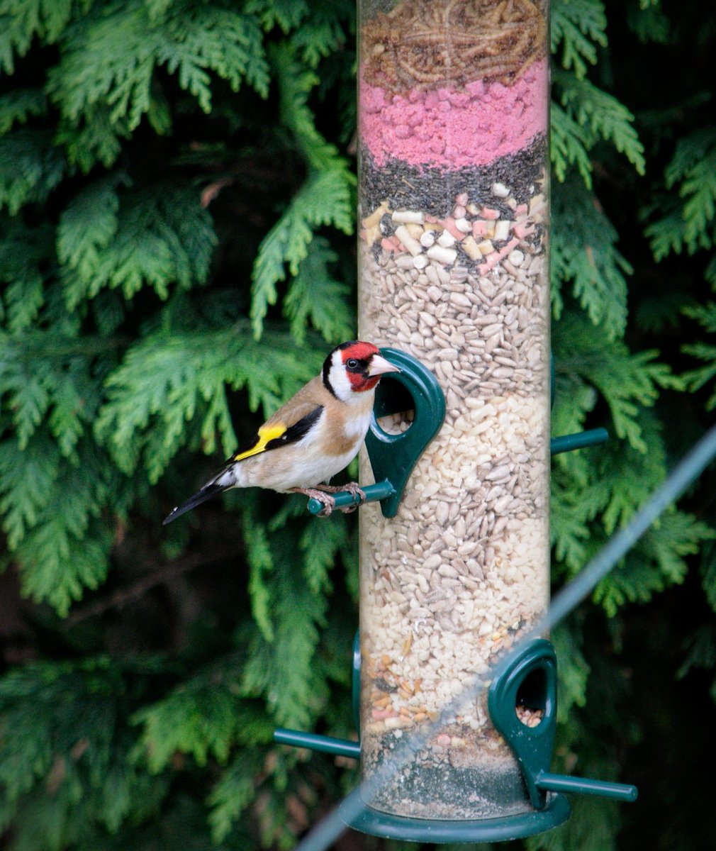 YorksLad5's tweet photo. Collared Dove, pair of Goldfinches, House Sparrows, 2 Male Siskin, Dunnock, lots of Starling and a Blackbird in our Garden today. #TwitterNatureCommunity #TwitterNaturePhotography #birdwatching #birdphotography #bird #BirdsSeenIn2022 #NaturePhotography #nature #gardenlife https://t.co/ggEBZDKH8b