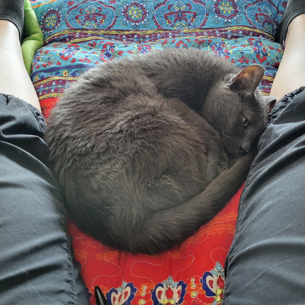 martiegirlie's tweet photo. Well, same scenario as yesterday except different cat. #Colester ❤ Thank goodness for online grocery shopping. #sundayvibes https://t.co/wnBBvttDwe