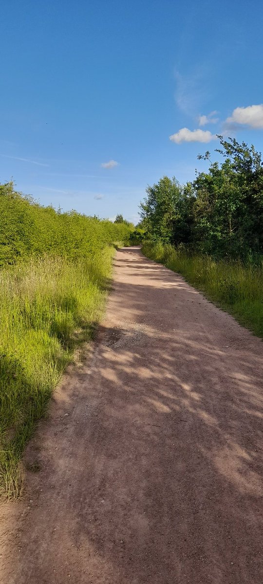 MiloNames's tweet image. Been checking out some paths to take my news bike. I loves it my bike that is #theruffriderz #dogsoftwitter #dogsthattweet