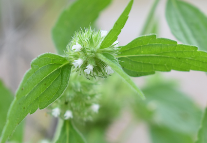 SocBotMex's tweet photo. Leucas martinicensis (Lamiaceae, Lamioideae), a new naturalized species in Mexico. Artículo en colaboración con nuestra presidenta de la #SocBotMex
https://t.co/rJPvIeF89y https://t.co/k4wMA1RplI