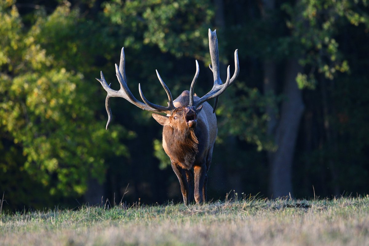 Keystone Elk Country Alliance tweet media