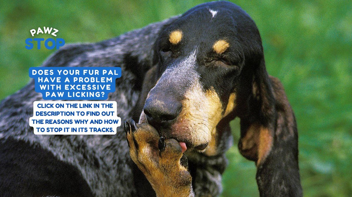 BubblePawz's tweet photo. Does your pooch lick their paws excessively? ๐ถ๐พ
Check out our latest blog for more information. ๐ถ๐๐ฑ
https://t.co/ybslUyBSi9
#doghealth #dogblog #lickmat #dogsofaustralia #familydog https://t.co/dxJ3mEXoUG