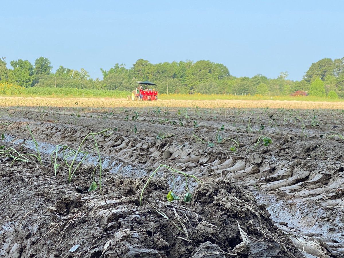 It’s planting time!!!🍠🍠🍠………excited to start our sweetpotato field trial #sweetpotato #planting #IPM