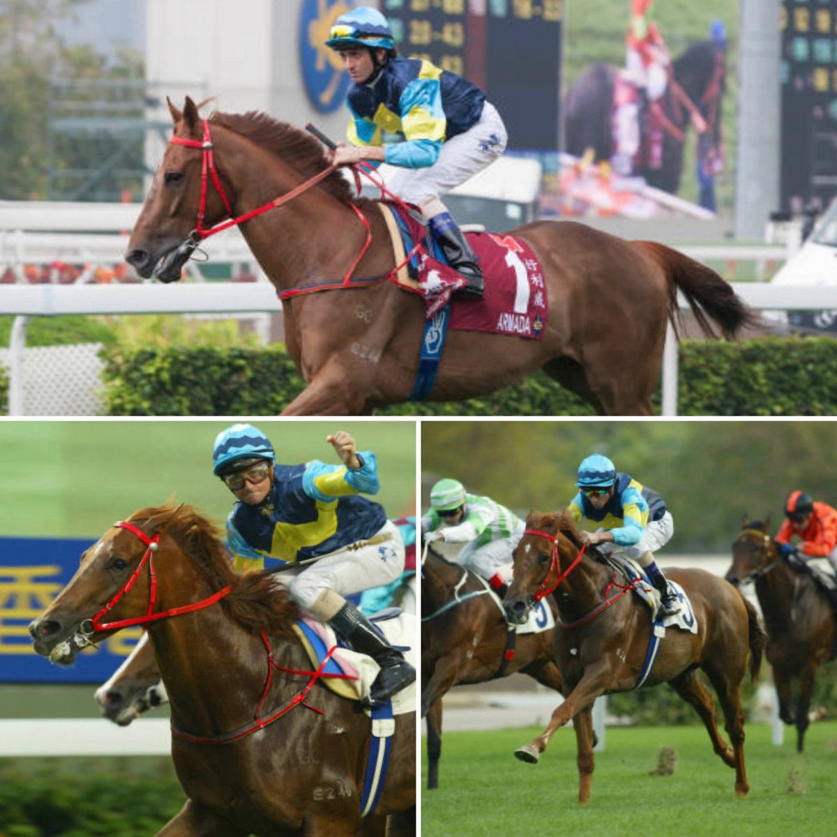 Hillview Thoroughbreds tweet media