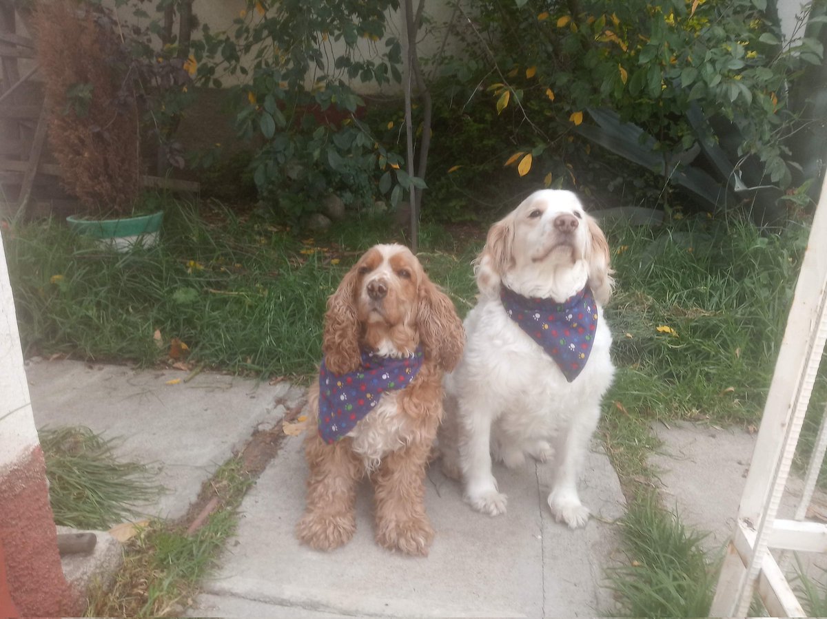 MapPerros tweet media