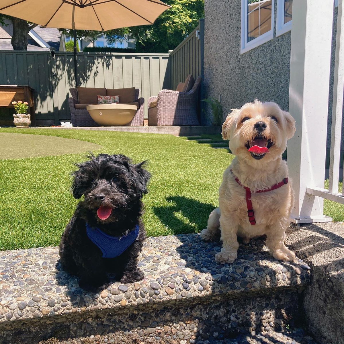 cutelittlelouie's tweet photo. Met my cousin Scooby today!🐶🐶 #morkie #morkiepoo #louie #scooby #playnowworklater https://t.co/2rsB33bmbg
