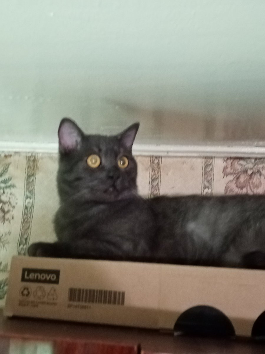 Кот Шурик из Беловежской пущи и его большая семья tweet media