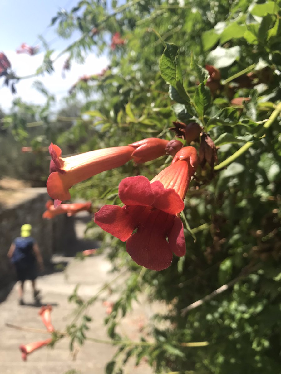 HelenKM22's tweet image. Flower tastic today, and some views 💙 Even hotter on the trail, made a dip in the sea even better this avo 🥾🥾