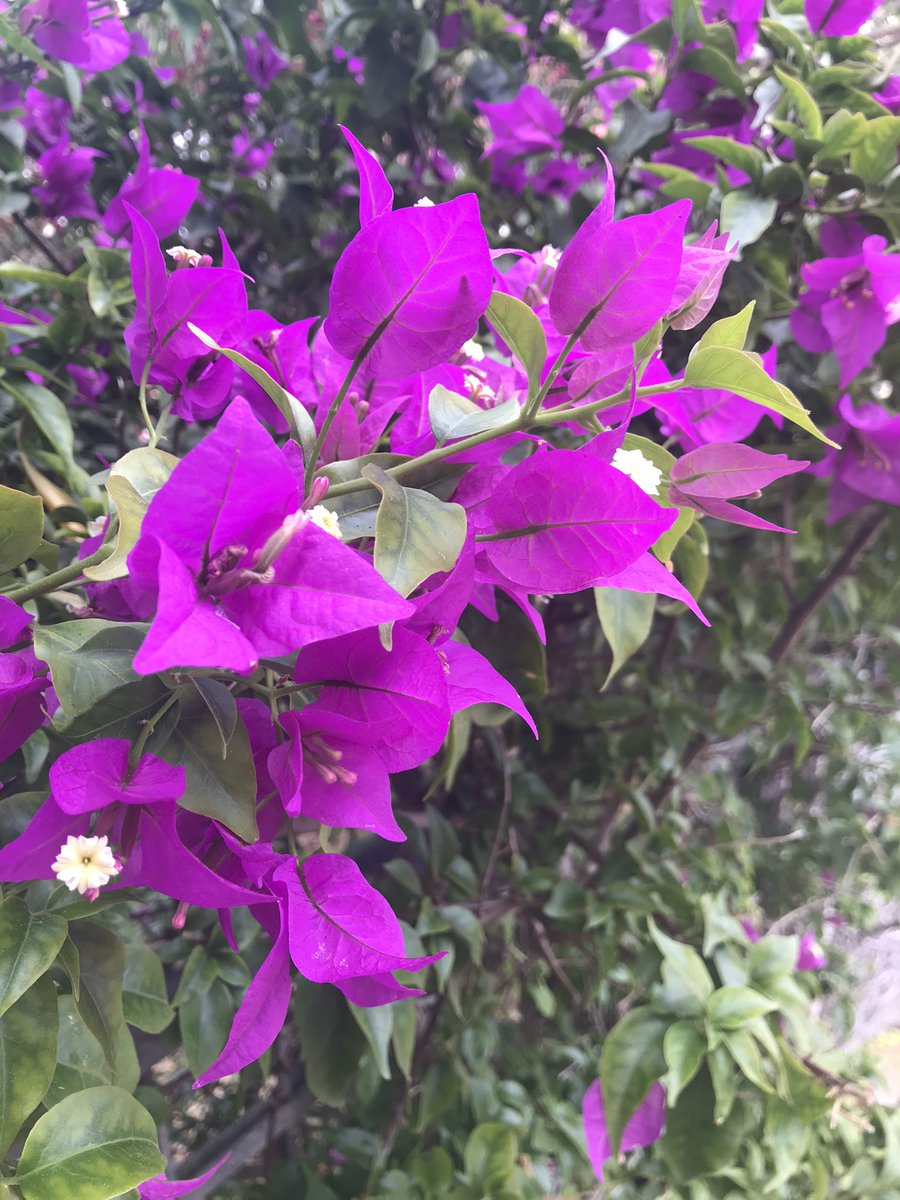 HelenKM22's tweet image. Flower tastic today, and some views 💙 Even hotter on the trail, made a dip in the sea even better this avo 🥾🥾