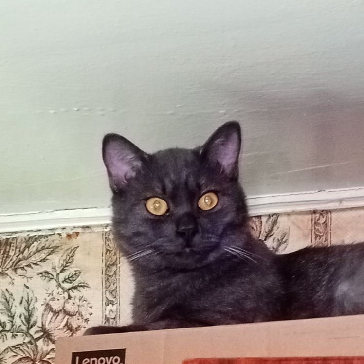 Кот Шурик из Беловежской пущи и его большая семья tweet media