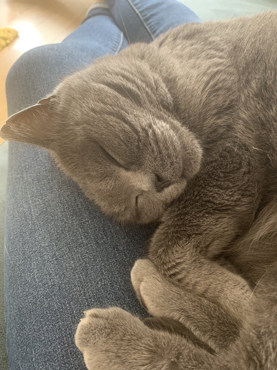 annalomas68's tweet photo. Chilling with Luna #CatsOfTwitter #CatsLover #BritishBlue  😻 https://t.co/lQSAMycUZv