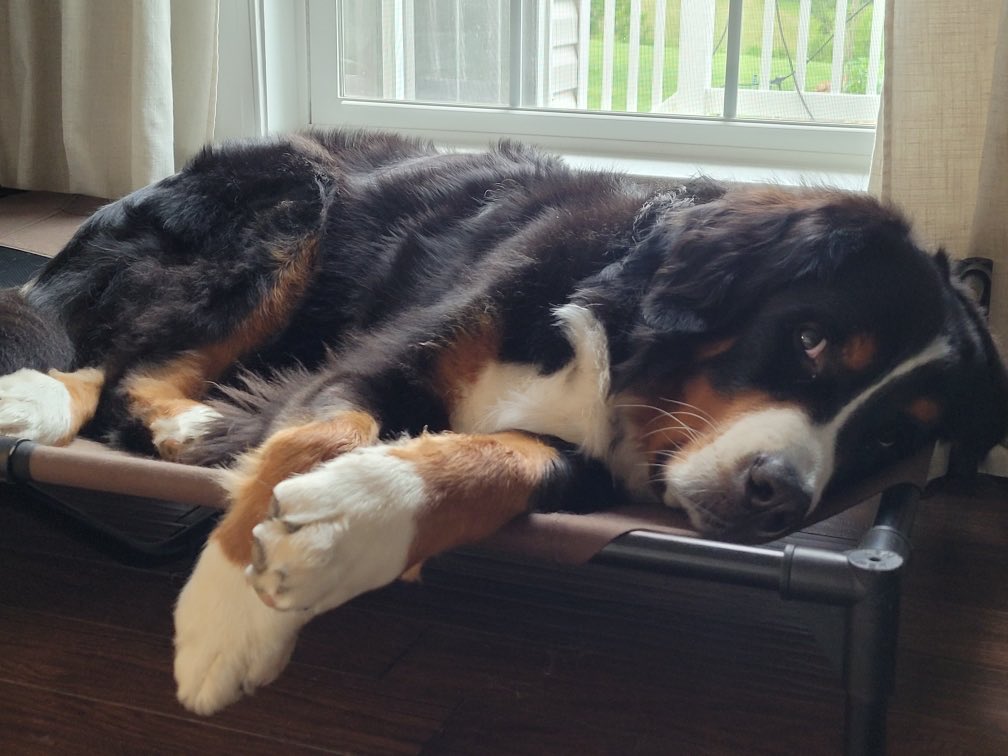 “Why are you taking my picture? I’m just taking an afternoon nap here geeze” #bernesemountaindogs #berners #dogdayafternoon