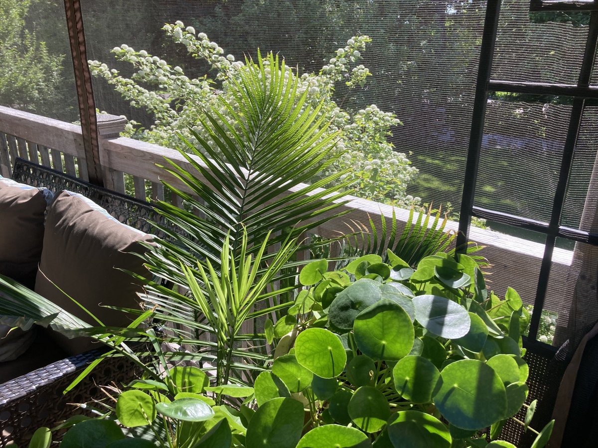 bxmacintyre's tweet image. Find the beauty in your backyard space. #IslandSummer #BackyardCharm