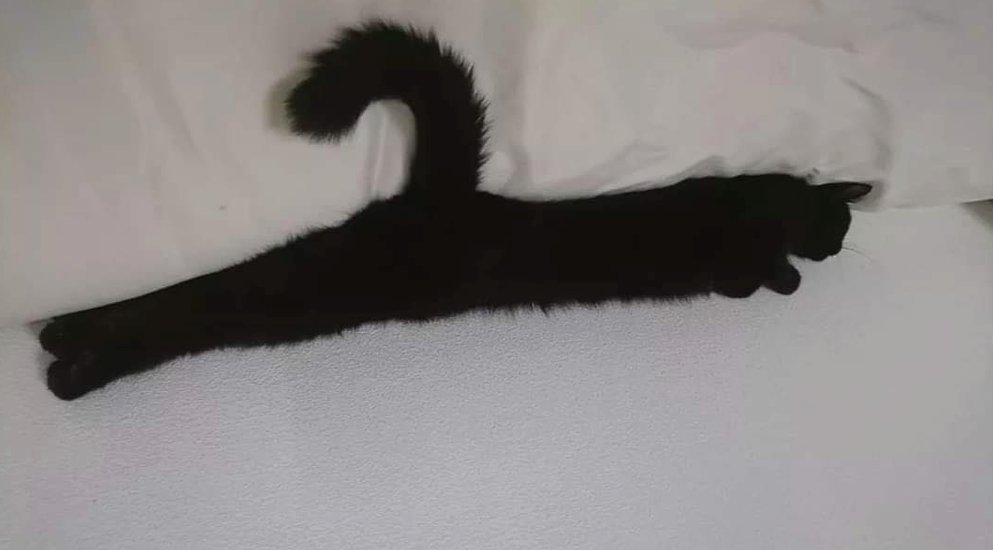 TranslatedCats's tweet photo. I want to wear clothes, mom. https://t.co/hhcWxXicKg