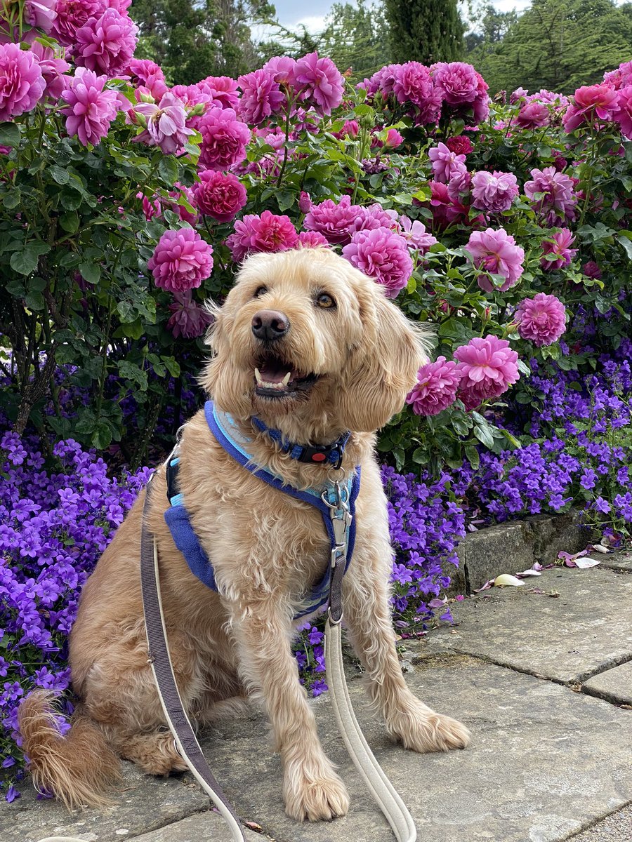 Happy Sunday everyone, apparently roses smell wonderful to the human noses. I still think things that smell good must be edible too. #bodnantgardenNT #dogsoftwitter #bodnantgarden #dogfriendly
