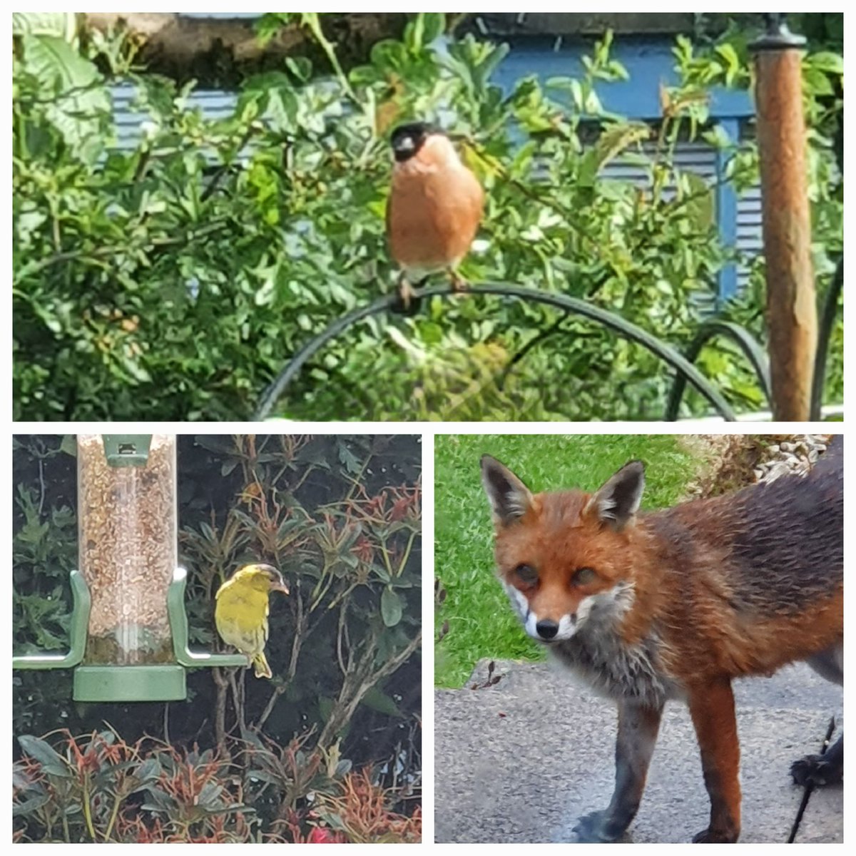 Wullie_A_Um's tweet photo. @Natures_Voice Siskin, Bullfinch, and our nighty vixen https://t.co/Ca5BKRowbI