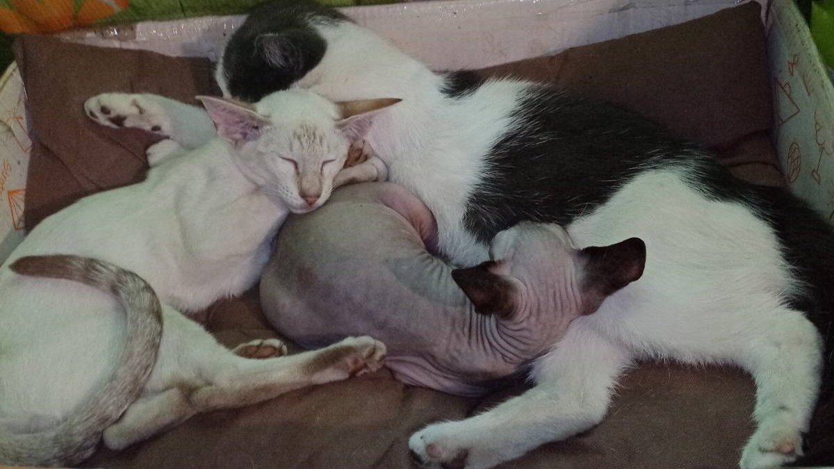 Кот Шурик из Беловежской пущи и его большая семья tweet media