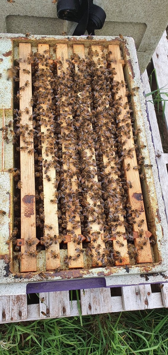 covehoneybees's tweet photo. My splits are coming along just nicely, there taking the syrup down super fast and growing just as fast π
#beefarmer #honeybees #beekeepers #beekeeping #polynucs #polyhives https://t.co/jNqbILS1B4