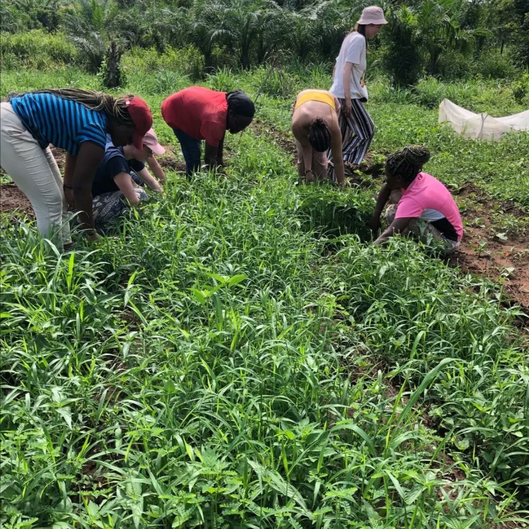 Roguy_Glaube1's tweet photo. Journée de travail pour les benevoles du GEDAM sur la ferme agroécologique de VADD et du Gedam. Au programme : decouverte du lieu, desherbage et binage.
#agriculture #nature #VADD #Gedam #Vision_Afrique_de_demain https://t.co/g4KHSsPQ3G