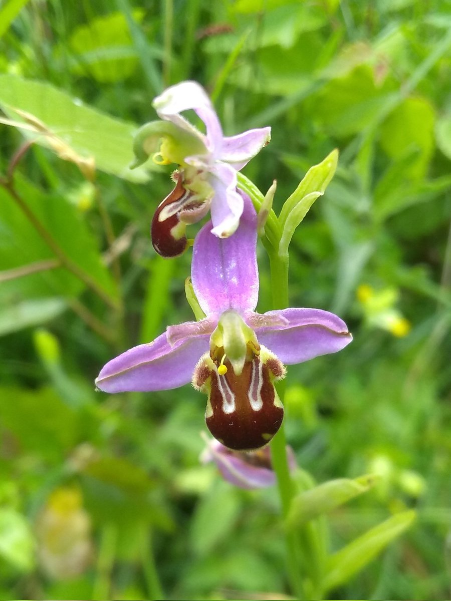 GreenKetton's tweet photo. Fabulous bee orchids at #ketton quarry nature reserve today @LeicsWildlife https://t.co/KlBXkHHpv7