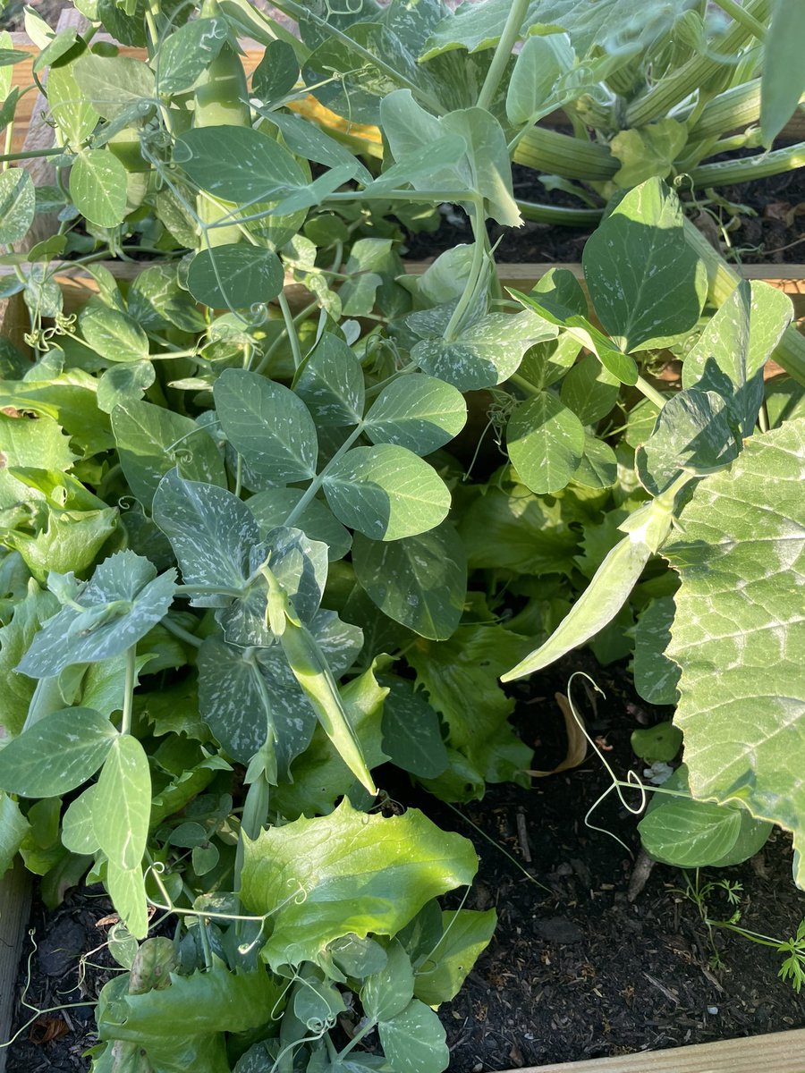 Josée Mandrier tweet media