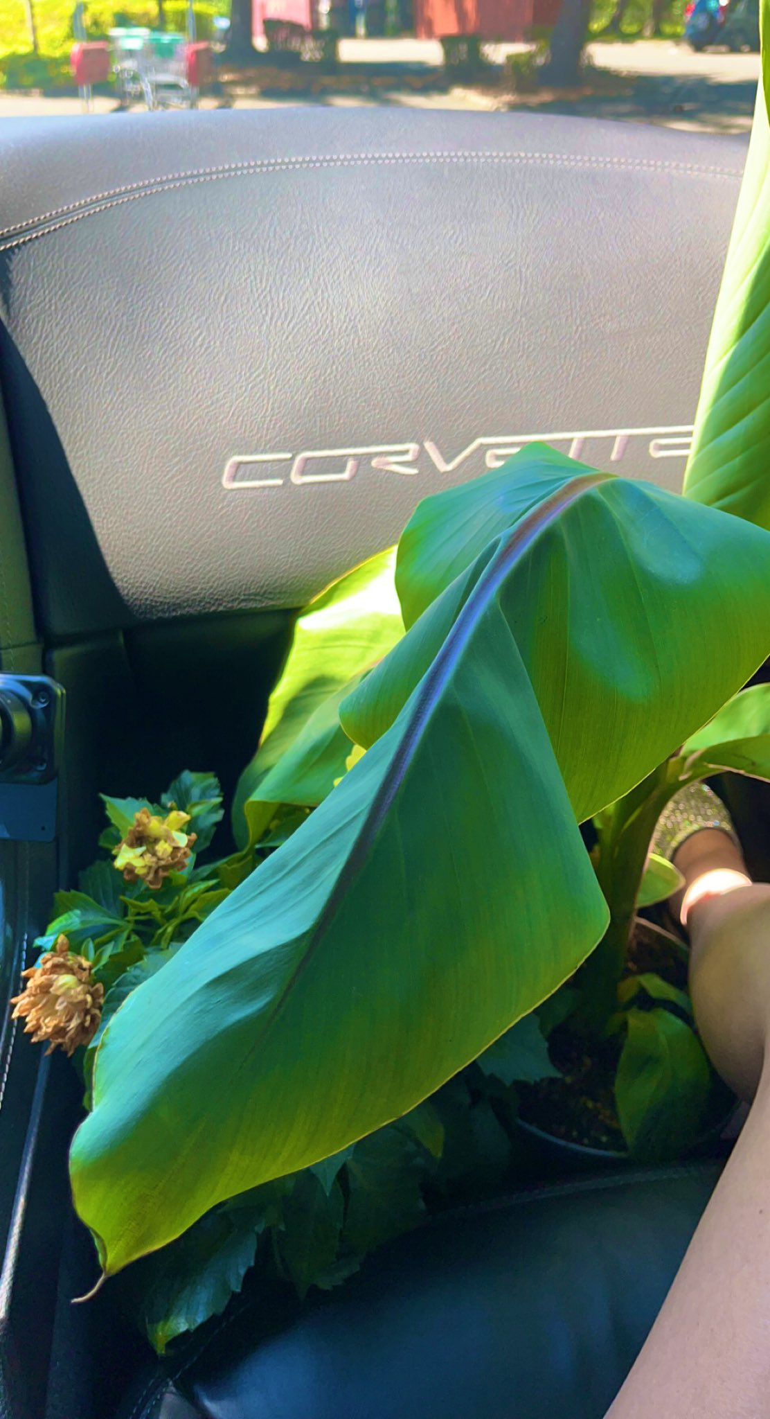 Carlie Jo on Twitter: "When you get excited about flowers and forgot what car you came in 😂 how